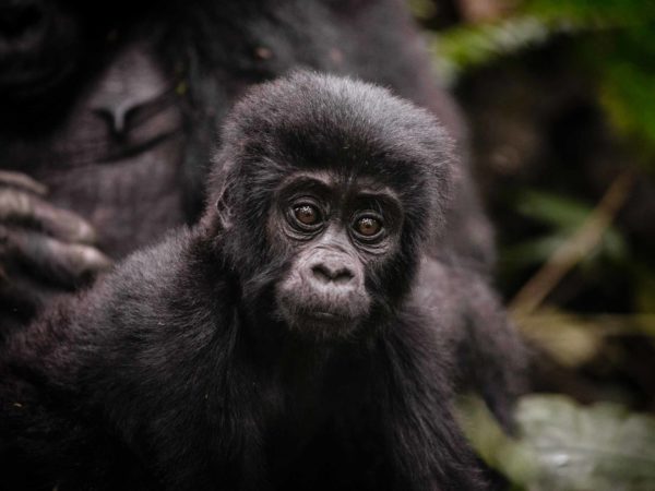 13 días – East Africa & Gorilla Safari