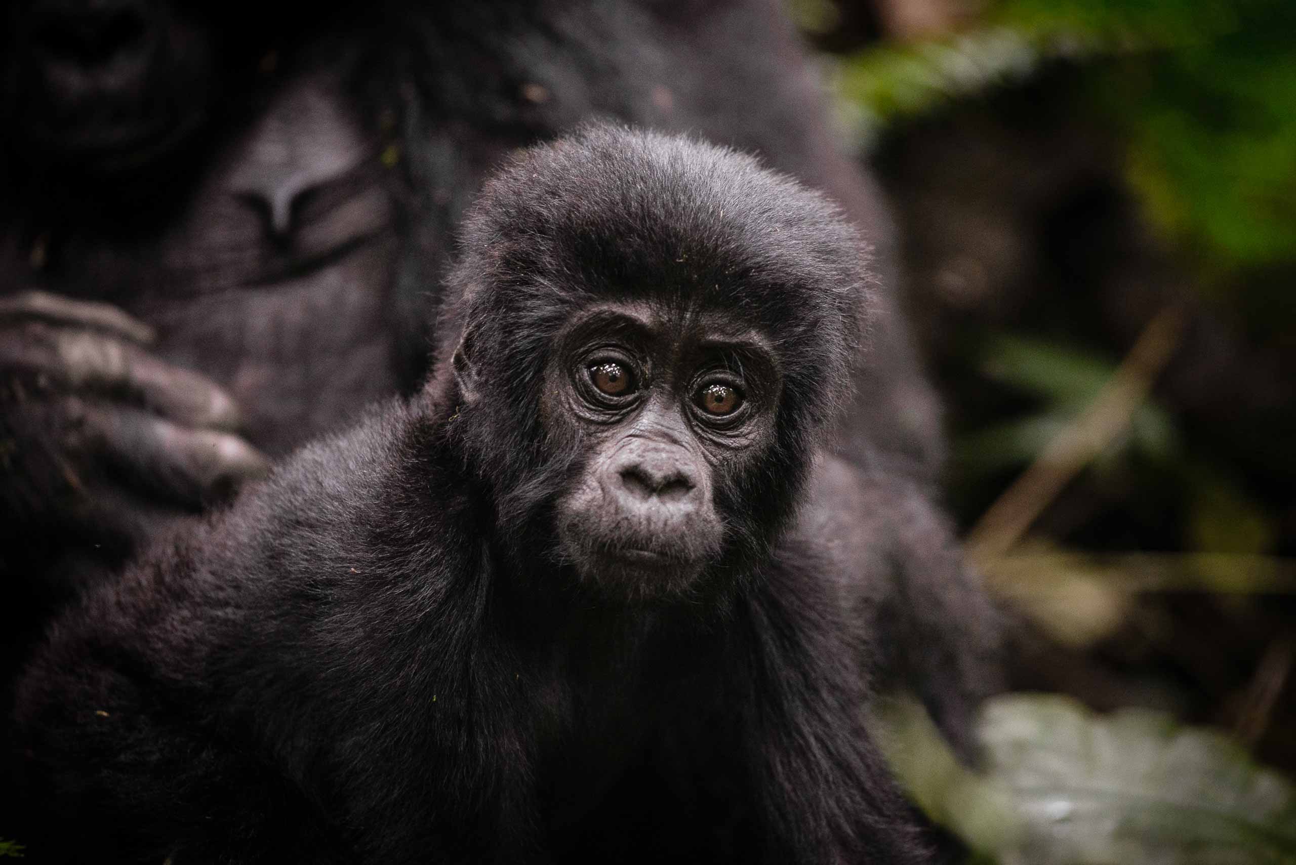 enkosi-africa-safari-uganda-bwindi-impenetrable-gorilla-forest-camp-sanctuary-baby-gorilla