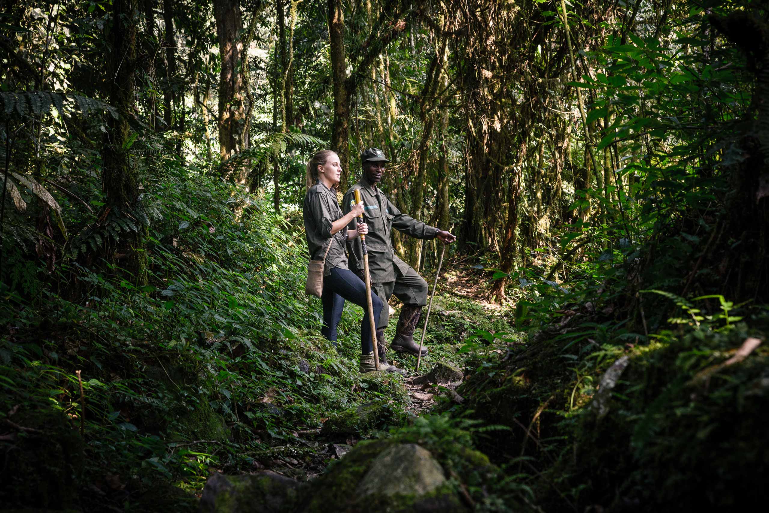 enkosi-africa-safari-uganda-bwindi-impenetrable-gorilla-forest-camp-sanctuary-experience-gorilla-trek