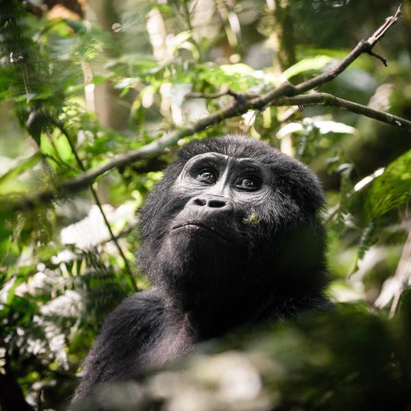 Uganda Reduce las Tasas de Parques Nacionales y Permisos de Rastreo de Gorilas