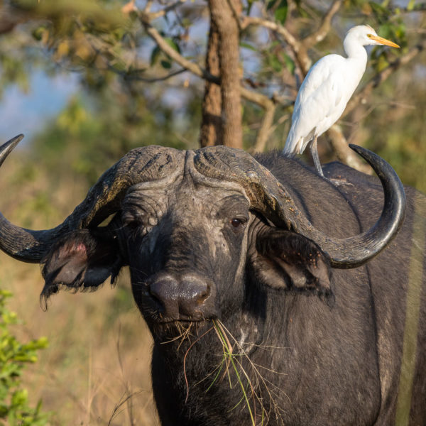 Coronavirus: Medidas que Afectan a Safaris en África